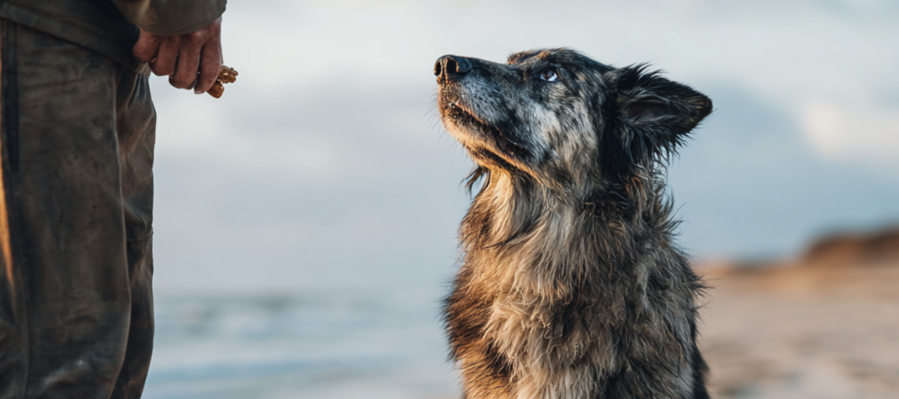 Vistrainers voor honden: slim belonen met pure vis